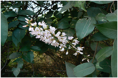 Derris trifoliata